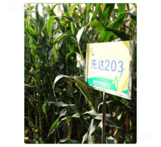 先達(dá)203-玉米種子-華西種業(yè)