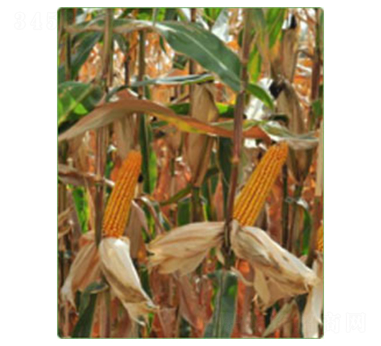 先達202-玉米種子-華西種業(yè)