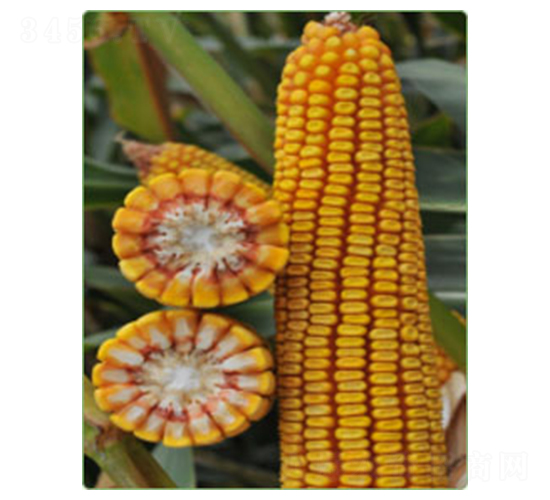 新玉52號(hào)-玉米種子-華西種業(yè)