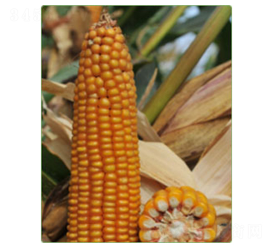 KWS6333-玉米種子-華西種業(yè)