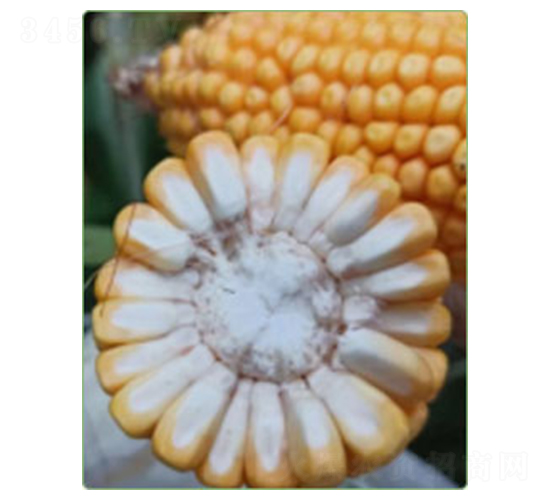 華西812-玉米種子-華西種業(yè)