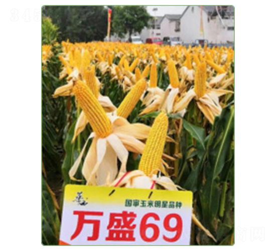 萬(wàn)盛69-玉米種子-華西種業(yè)