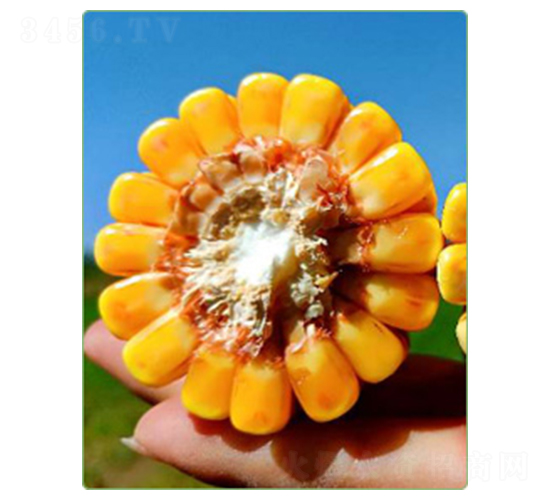 華西948-玉米種子-華西種業(yè)