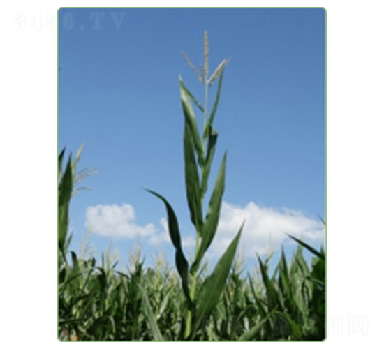 新玉97號(hào)-玉米種子-華西種業(yè)