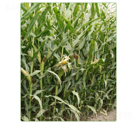 新玉100號-玉米種子-華西種業(yè)