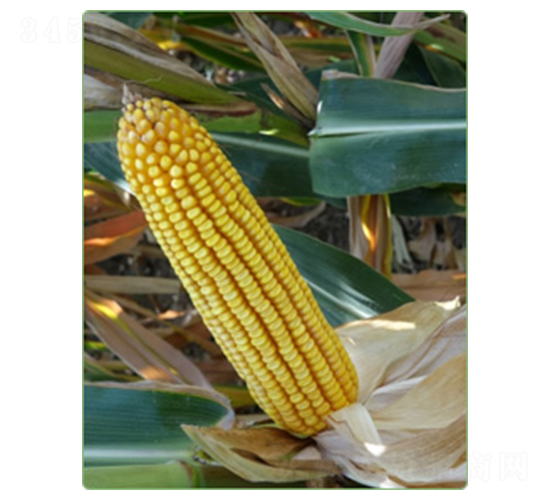 KWS1553-玉米種子-華西種業(yè)
