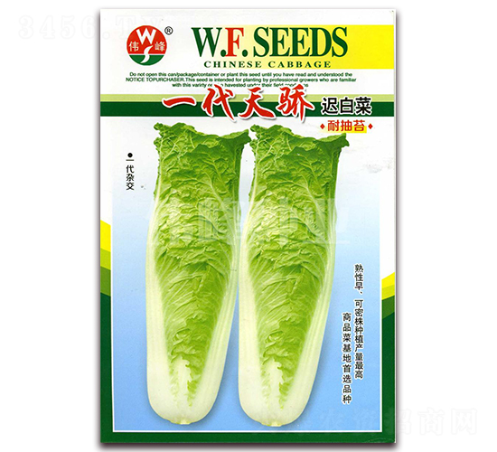 一代天驕遲白菜-白菜種子-偉峰種業(yè)