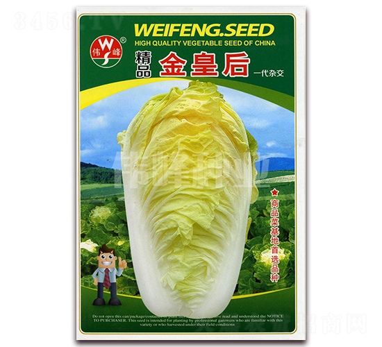 精品金皇后-白菜種子-偉峰種業(yè)