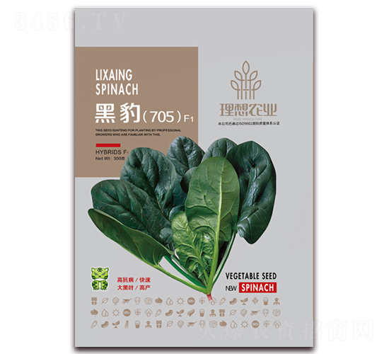 黑豹705-菠菜種子-理想農(nóng)業(yè)
