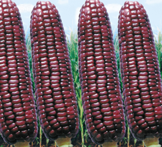 江南紫糯-玉米種子-江蔬種苗