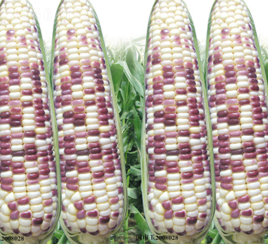 蘇科花糯2008-玉米種子-江蔬種苗