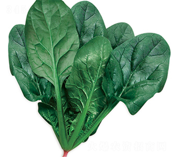 沃綠佳099-菠菜種子-江蔬種苗