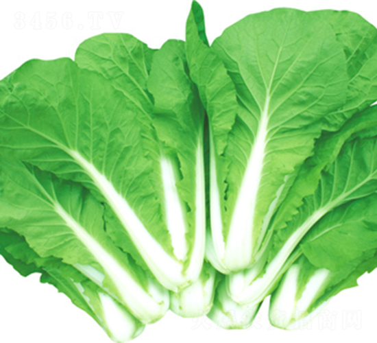 速美-白菜種子-江蔬種苗