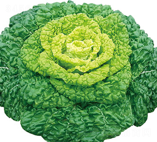 新秀1號-白菜種子-江蔬種苗