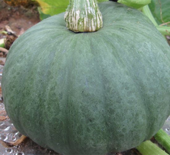 青香玉-南瓜種子-江蔬種苗