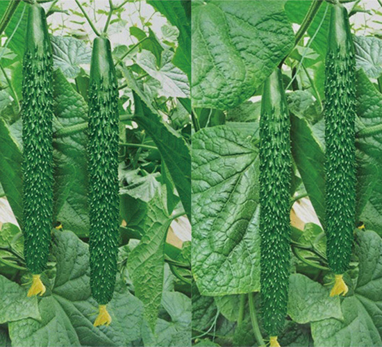 �Ͽ�6̖(h��o)-�S�ϷN��-���߷N��