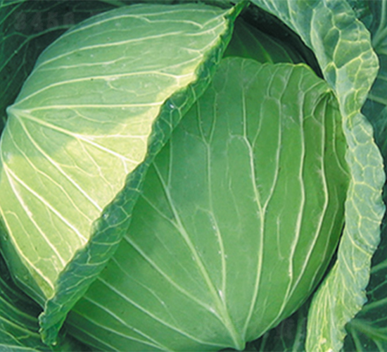 啟夏-甘藍種子-江蔬種苗