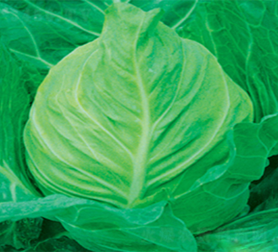 ����-���{(l��n)�N��-���߷N��