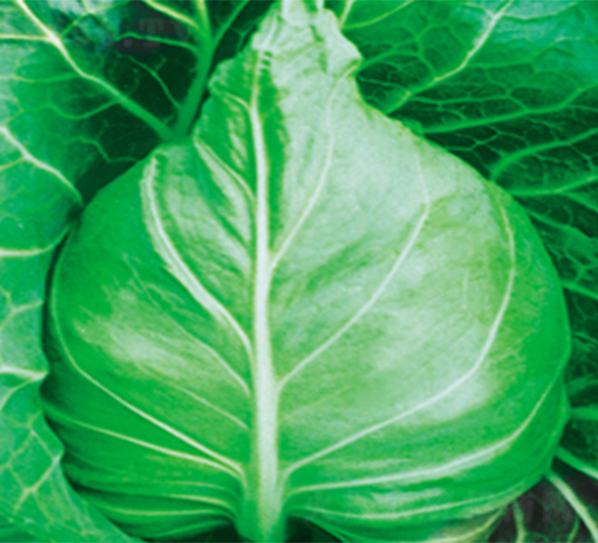 春豐007-甘藍種子-江蔬種苗