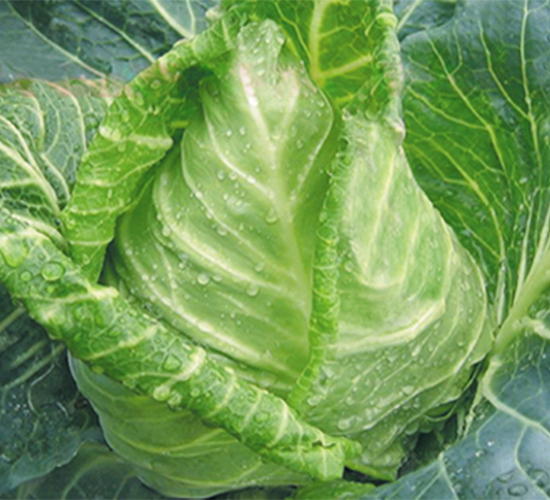 博春-甘藍(lán)種子-江蔬種苗