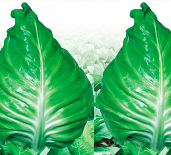 春豐-甘藍(lán)種子-江蔬種苗