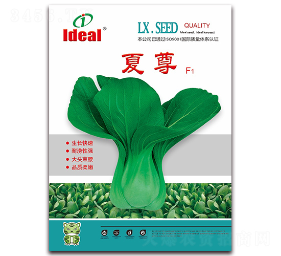 夏尊-青梗菜種子-理想農業(yè)