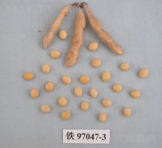 �F��46̖-�󶹷N��-�F�зN�I(y��)