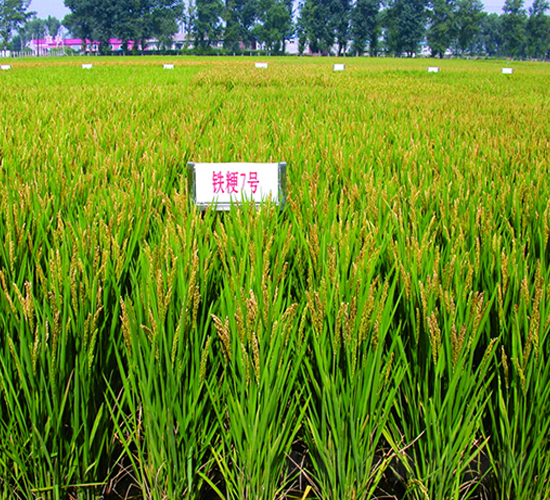 鐵粳7號-水稻種子-鐵研種業(yè)