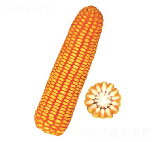 �F��38̖-���׷N��-�F�зN�I(y��)