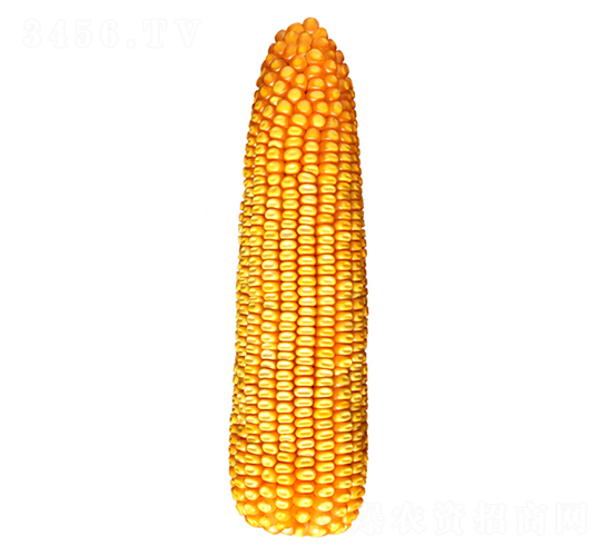 鐵研26號-玉米種子-鐵研種業(yè)