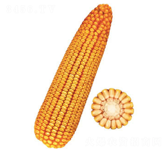 �F��25̖-���׷N��-�F�зN�I(y��)