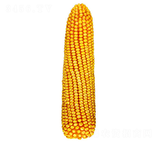 鐵單21號-玉米種子-鐵研種業(yè)