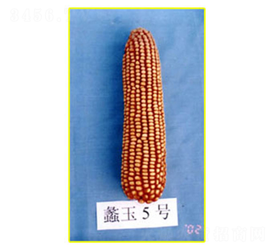 ���5̖-���׷N��-���