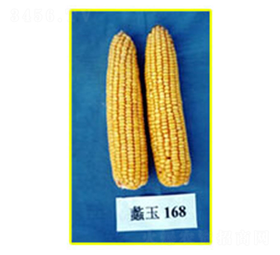 蠡玉168-玉米種子-蠡玉