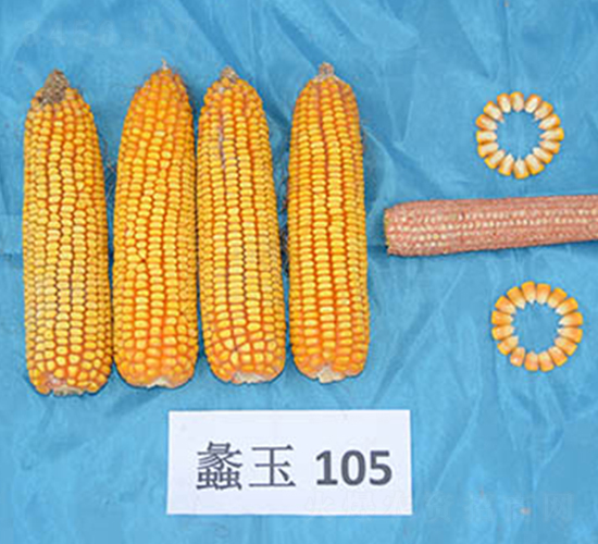 ���105-���׷N��-���