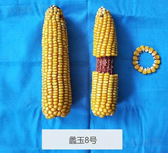 ���8̖(h��o)-���׷N��-���