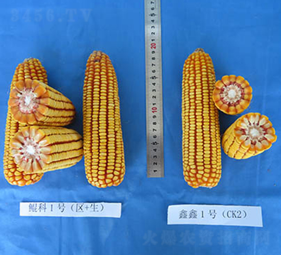 �H��1̖-���׷N��-���