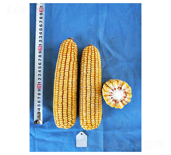 鯤玉2號(hào)-玉米種子-蠡玉