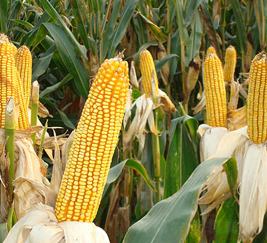 ���16̖-���׷N��-���