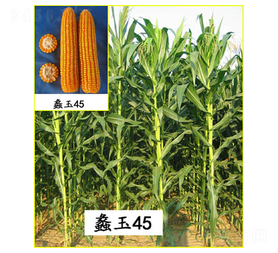 ���45̖-���׷N��-���