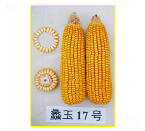 蠡玉17號-玉米種子-蠡玉