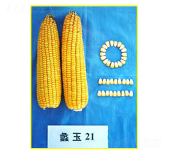 蠡玉21號(hào)-玉米種子-蠡玉