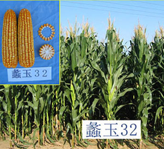 蠡玉32號(hào)-玉米種子-蠡玉