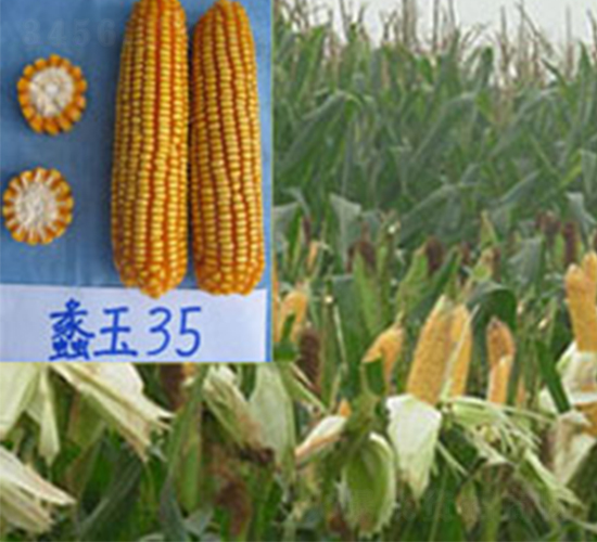 蠡玉35-玉米種子-蠡玉