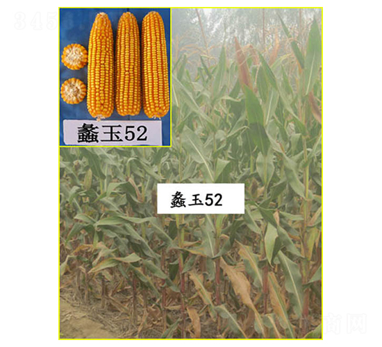 ���52-���׷N��-���