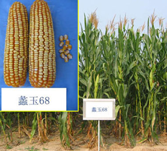 蠡玉68號(hào)-玉米種子-蠡玉