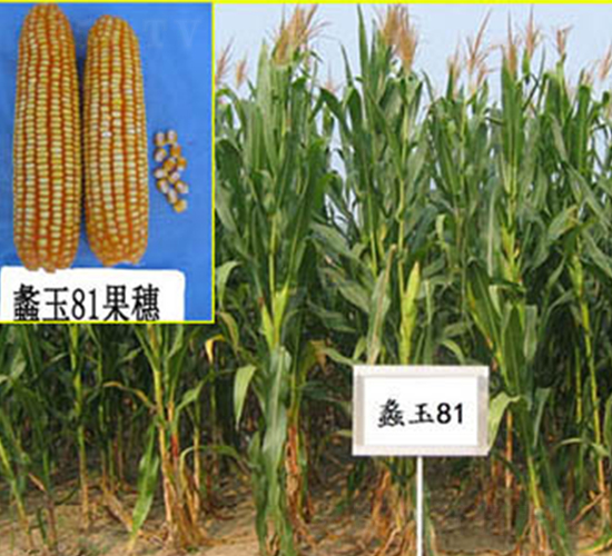 ���81̖-���׷N��-���