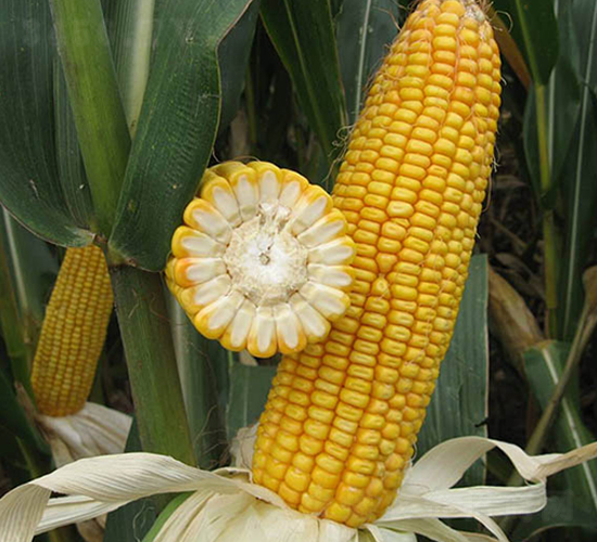 蠡玉88-玉米種子-蠡玉