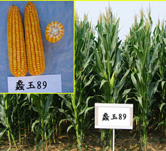 蠡玉89號-玉米種子-蠡玉