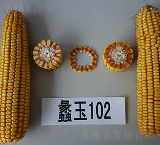 蠡玉102號(hào)-玉米種子-蠡玉